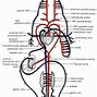 Image result for Vertebrate Circulatory System