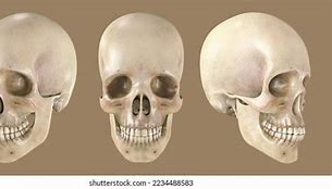 Image result for Human Skull in All Angles 3D