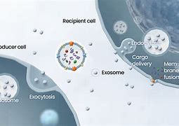 Image result for Exosome Cell