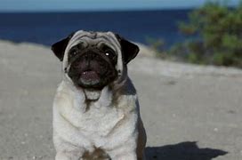 Image result for Pug Dog Barking