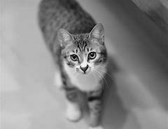 Image result for Dark Gray Tabby Cat