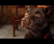 Image result for Koko Red Dog