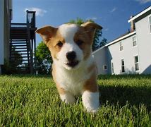 Image result for Corgi Adult Dog