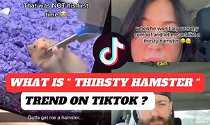 Image result for Thirsty Hamster Sunroof