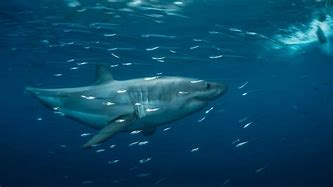 Image result for National Geographic Kids Sharks