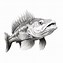 Image result for Fish Drawing Clip Art