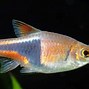 Image result for Ikan Laut Kecik