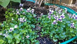 Image result for Australian Violet Ground Cover