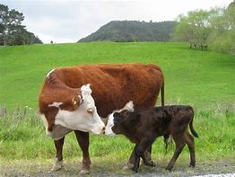 Image result for Baby Bell Cow