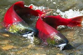 Image result for Canada Fish Species