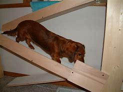 Image result for Dog Cat Ramp