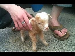 Image result for Funny Baby Goats