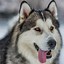 Image result for Black and White Huskey's