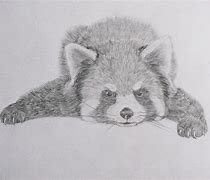 Image result for Red Panda Drawing