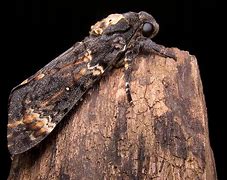 Image result for Death S Head Moth Superstitions