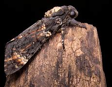 Image result for Death Head Moth Skull