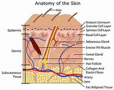 Image result for Skin Diagram Esthetics