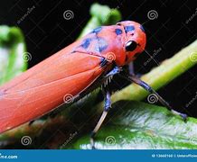 Image result for Leafhopper Stock-Photo