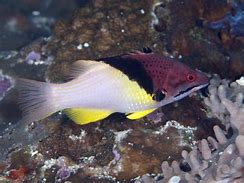 Image result for Hogl Fish