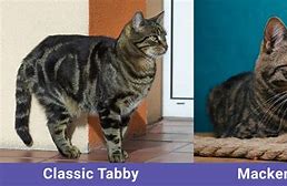 Image result for Mackerel vs Classic Tabby