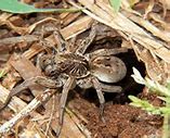 Image result for Trapdoor Spider Poisonous