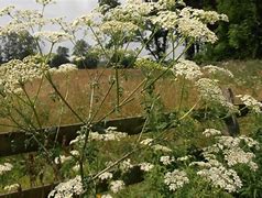 Image result for CSU Extension Poison-hemlock