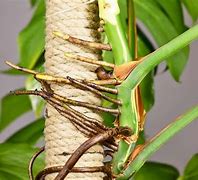 Image result for Aerial Roots