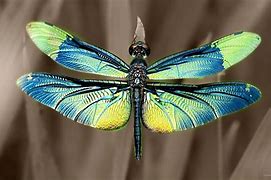 Image result for Dragonfly Fly