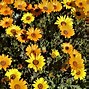 Image result for Daisy Seedlings