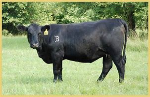 Image result for Angus Cattle