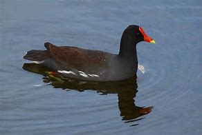 Image result for Red-billed Coot