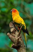 Image result for Conure Bird Pic