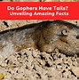 Image result for Pictures of Gophers