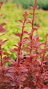 Image result for Barberry Orange Rocket 5 Gal