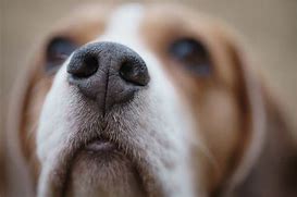 Image result for Dog Cold Nose