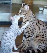 Image result for Giant Savannah Cat