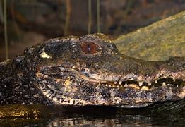 Image result for Paleosuchus