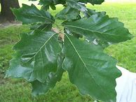 Image result for Swamp White Oak Tree