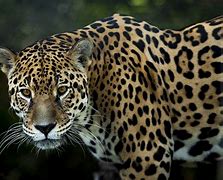 Image result for Jaguar Photography