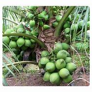 Image result for Pokok Kecil