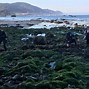 Image result for Seaweed Farming