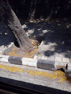 Image result for Tree Tank Under Footpath