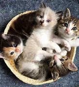 Image result for Happy Kitty