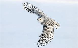 Image result for Pure White Owl