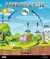 Image result for Basic Carbon Cycle Diagram