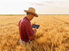 Image result for Australian Wheat