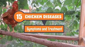 Image result for Chicken Diseases Symptoms