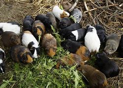 Image result for Guinea Pig Herd