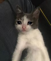 Image result for Sad Cat Look Meme