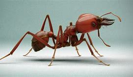 Image result for Atta Ant